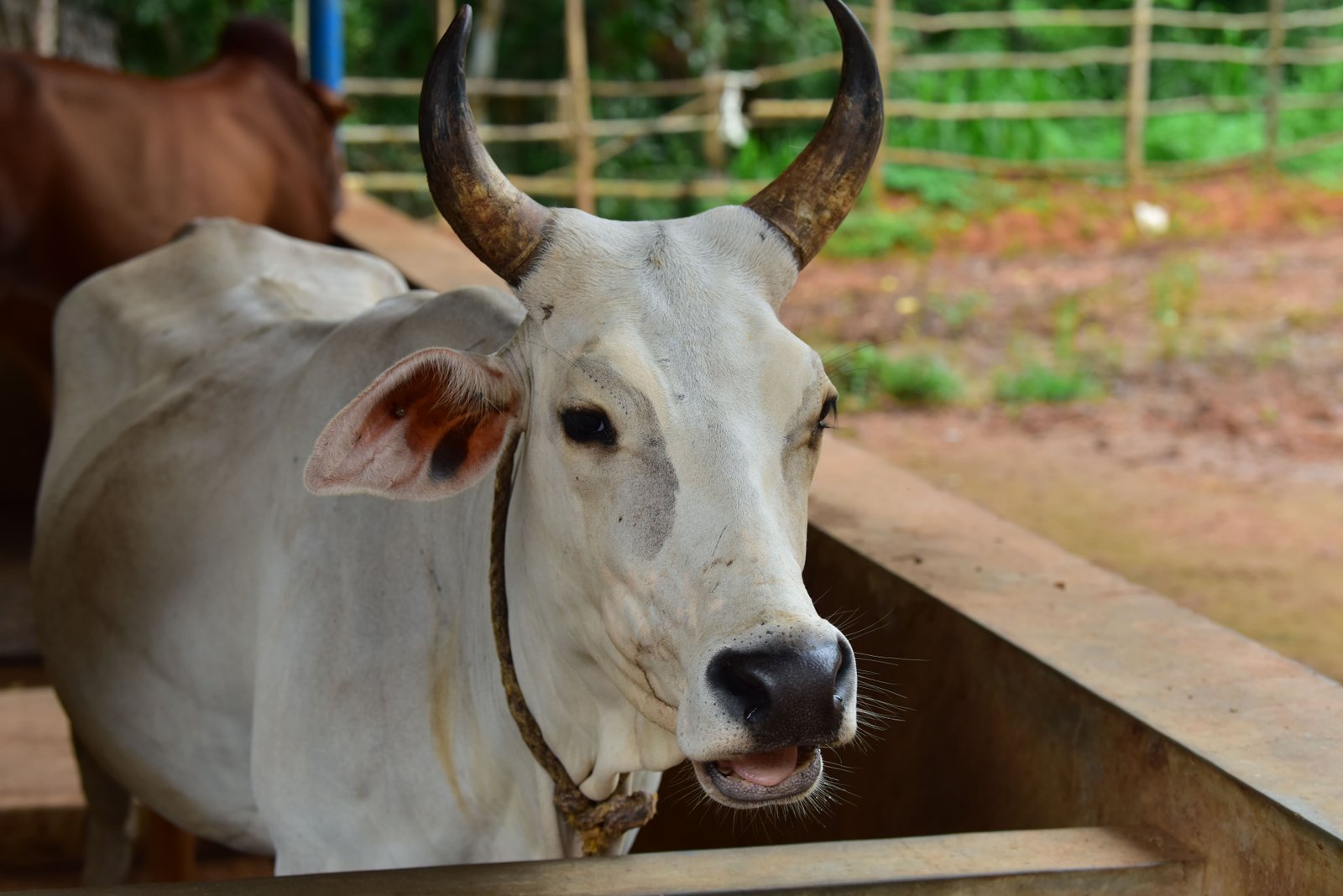 ಗೋಮಾತೆ