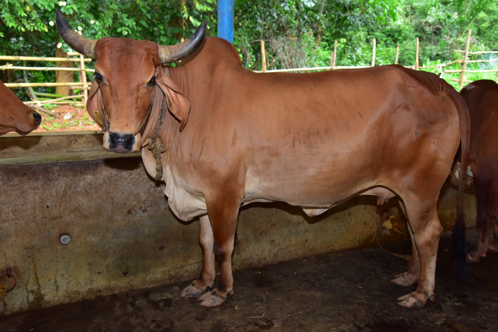ಭಾರತೀಯ ಗೋ ತಳಿ
