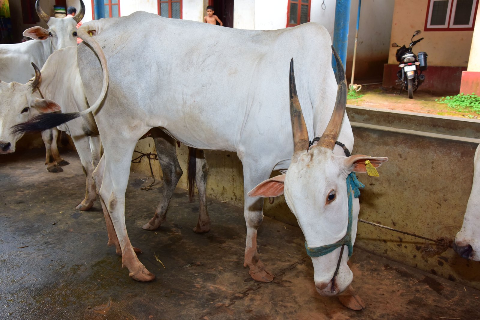 ಕಪಿಲಾಶ್ರಮ ಗೋಶಾಲೆ
