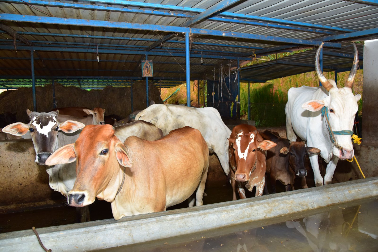 ಗೋಶಾಲೆ ಪರಿಸರ