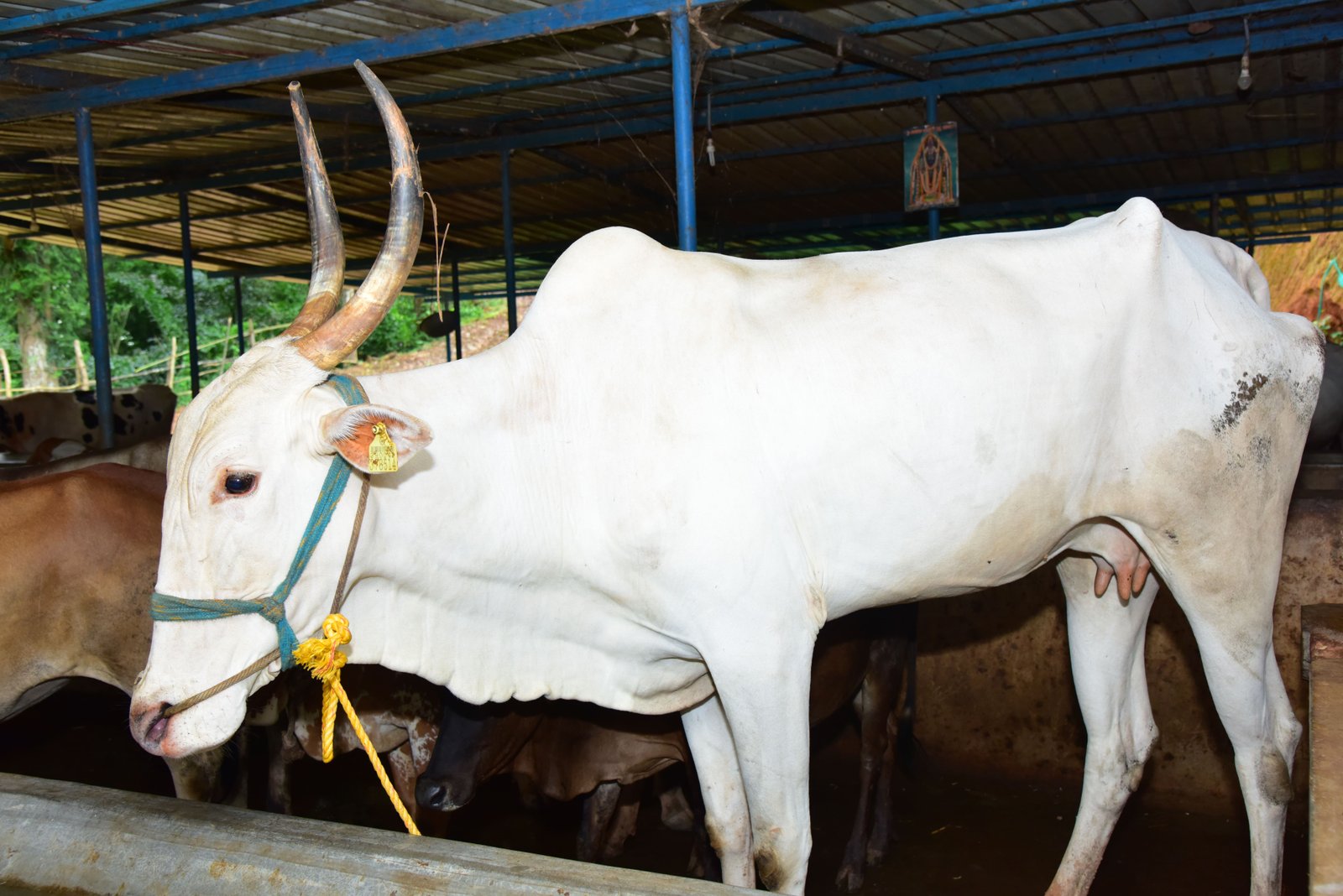 ಗೋ ಮೈದಾನ